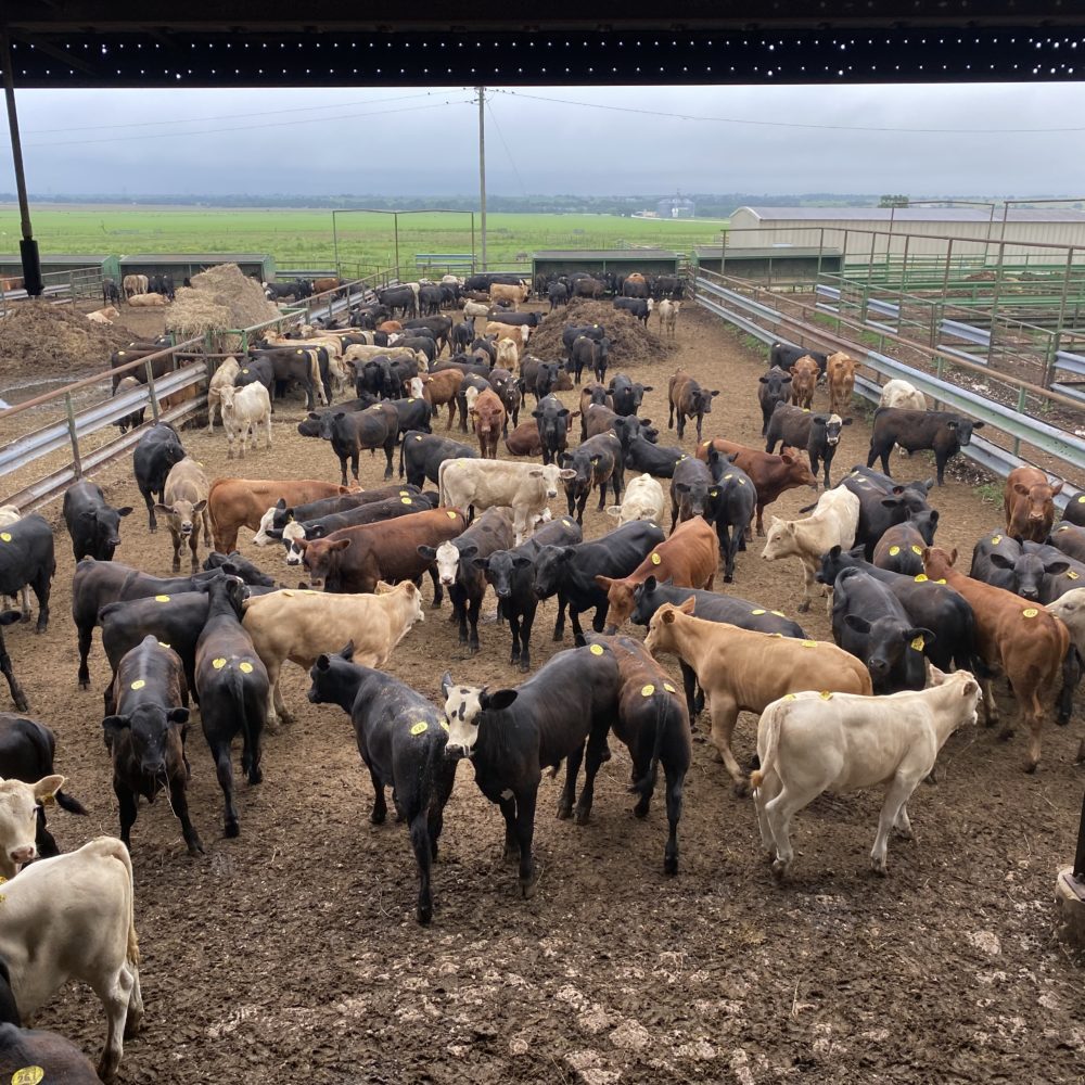 feeder cattle prices today