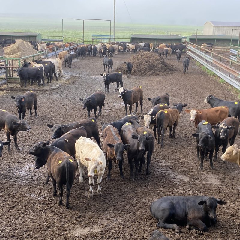 Cattle For Sale in Texas Capitol Land & Livestock