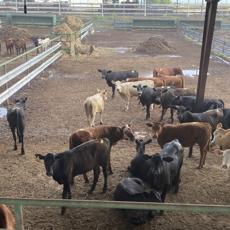 Cattle For Sale in Texas Capitol Land & Livestock