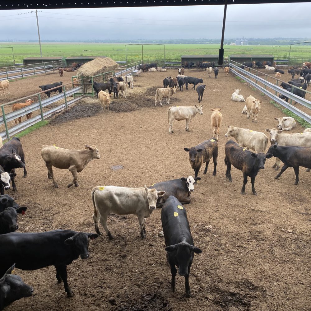 Cattle For Sale in Texas | Capitol Land & Livestock