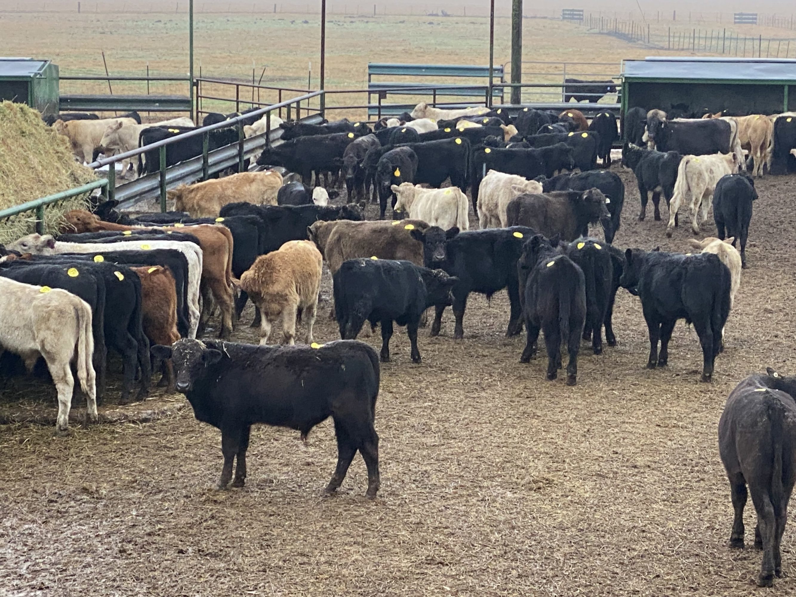 2 loads #1 Steers/Bulls