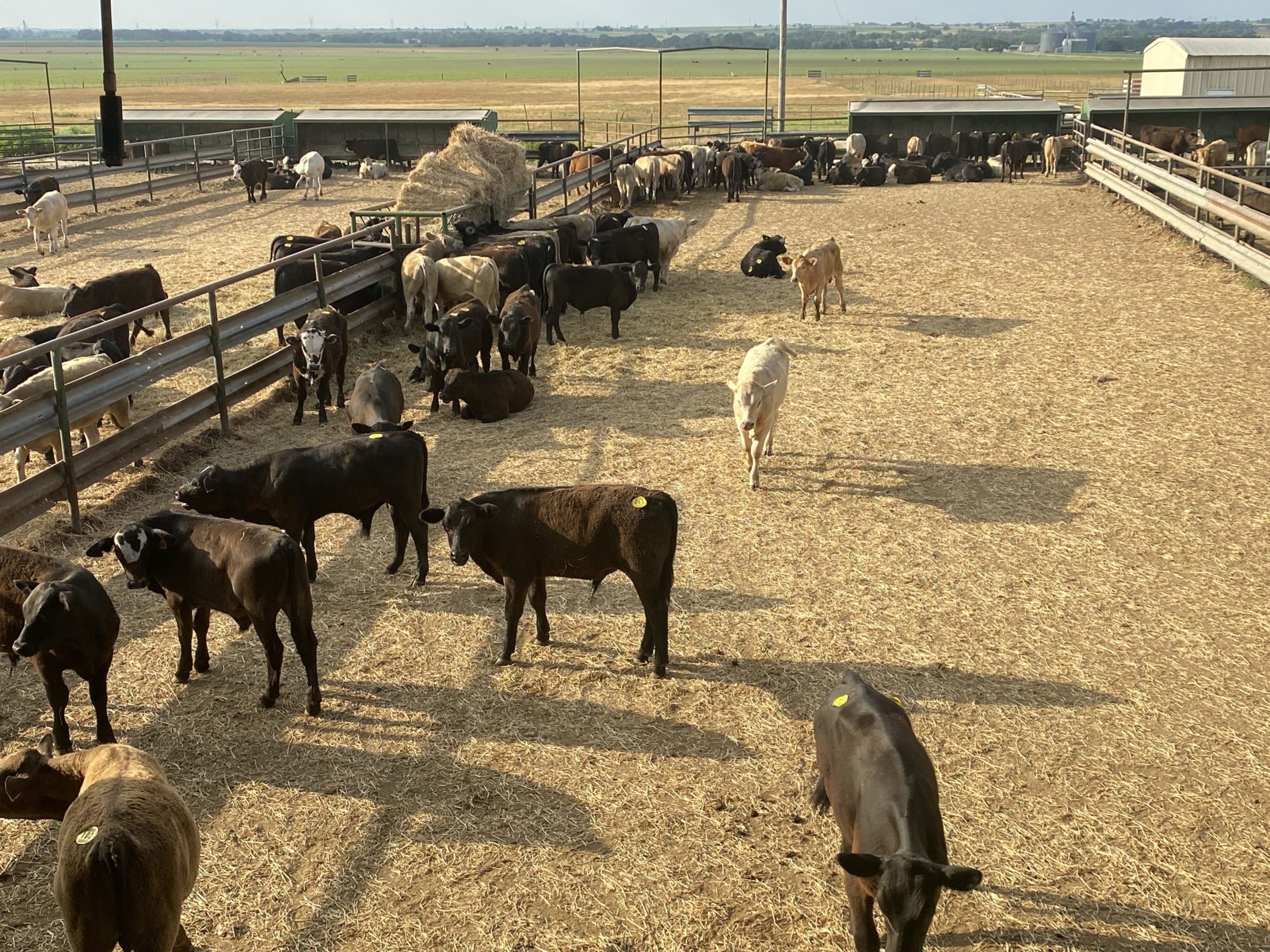 2 loads #1 Steers/Bulls