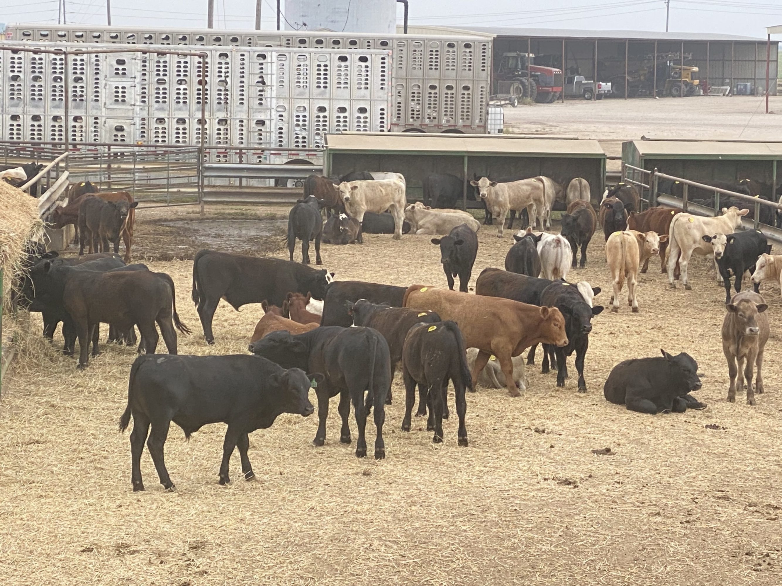 2 loads #1 Steers/Bulls