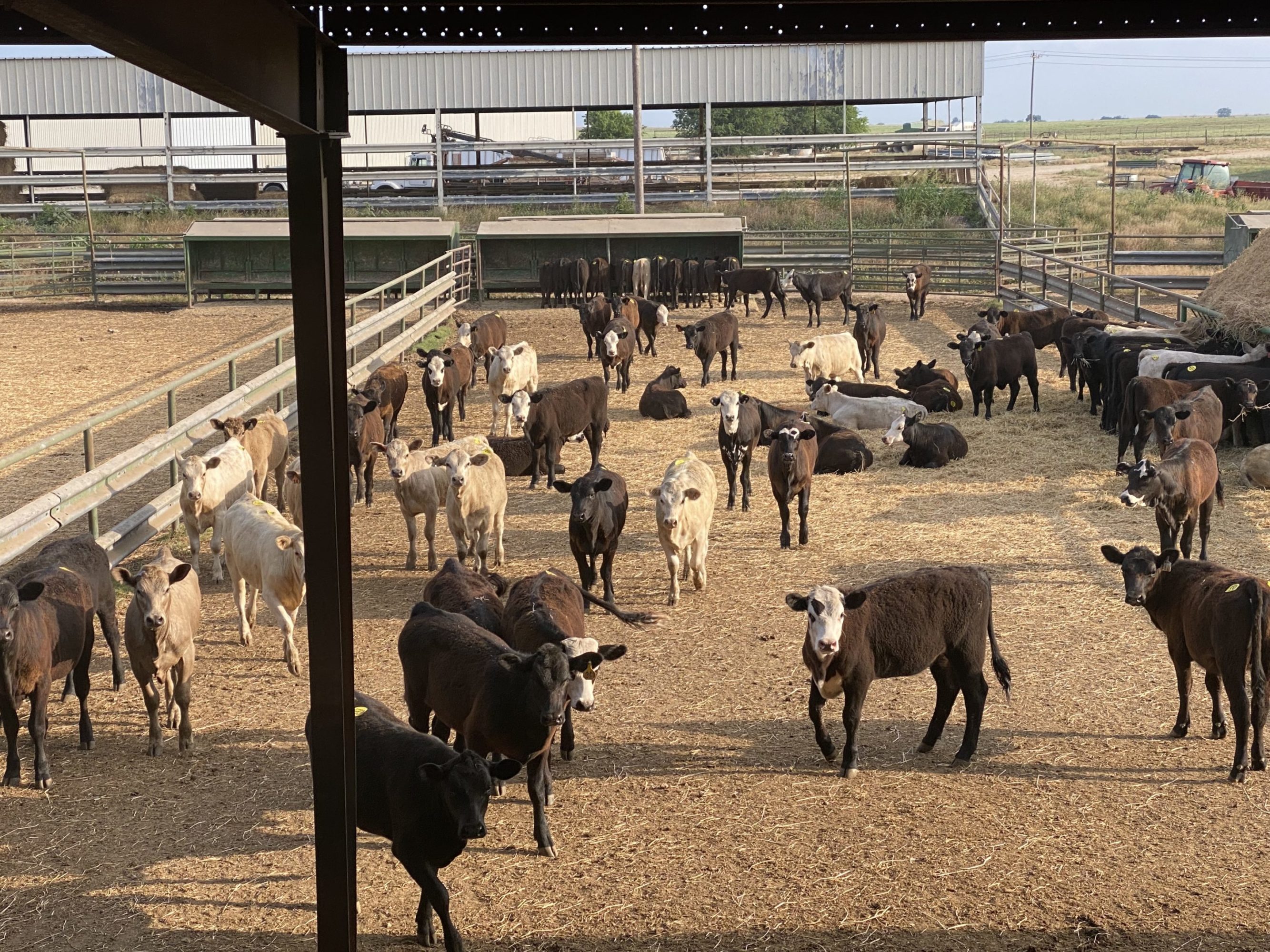 2 Loads #1 & #1 1 2 Heifers 