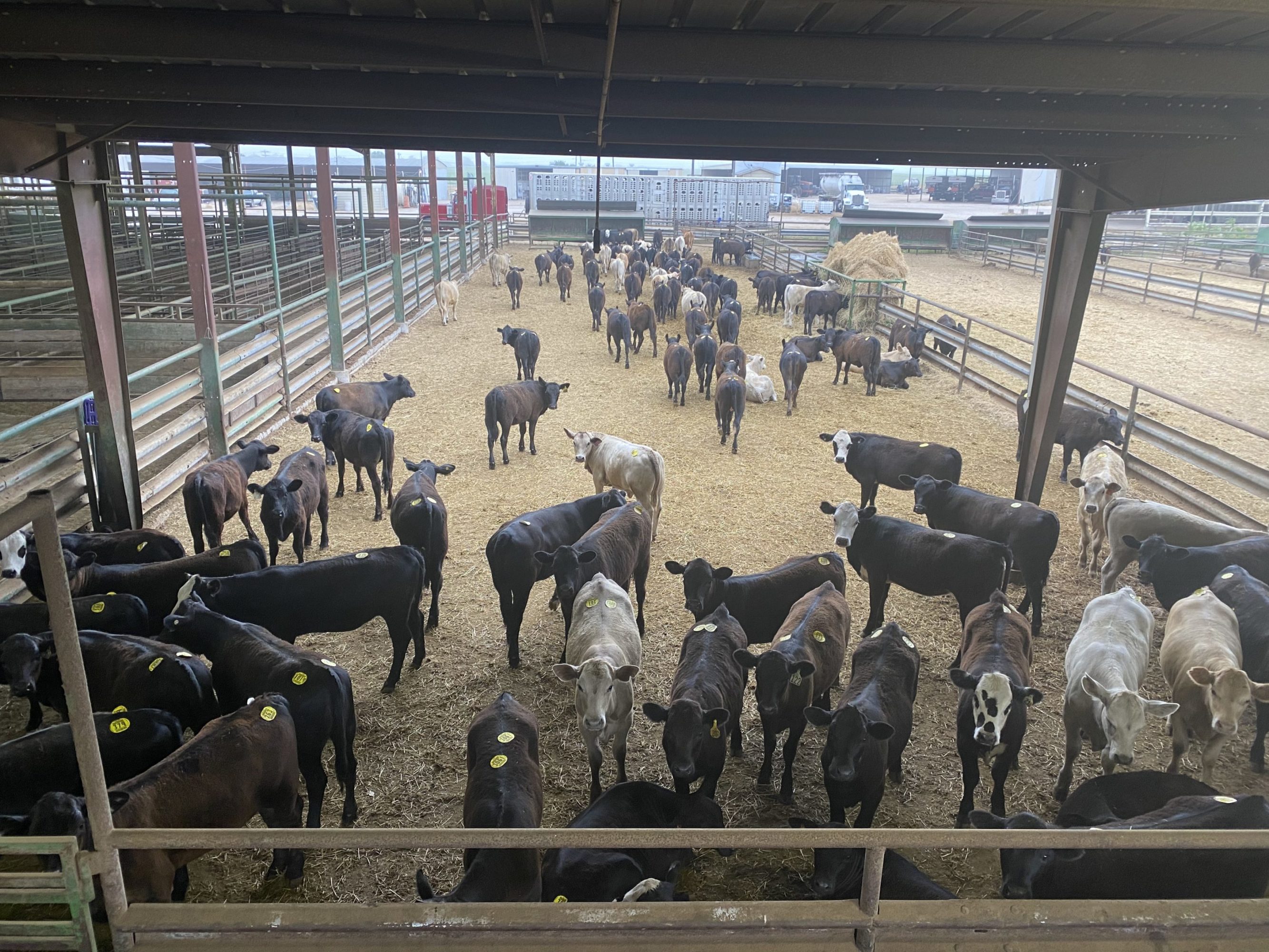 1 load #1 Black/CharX Heifers