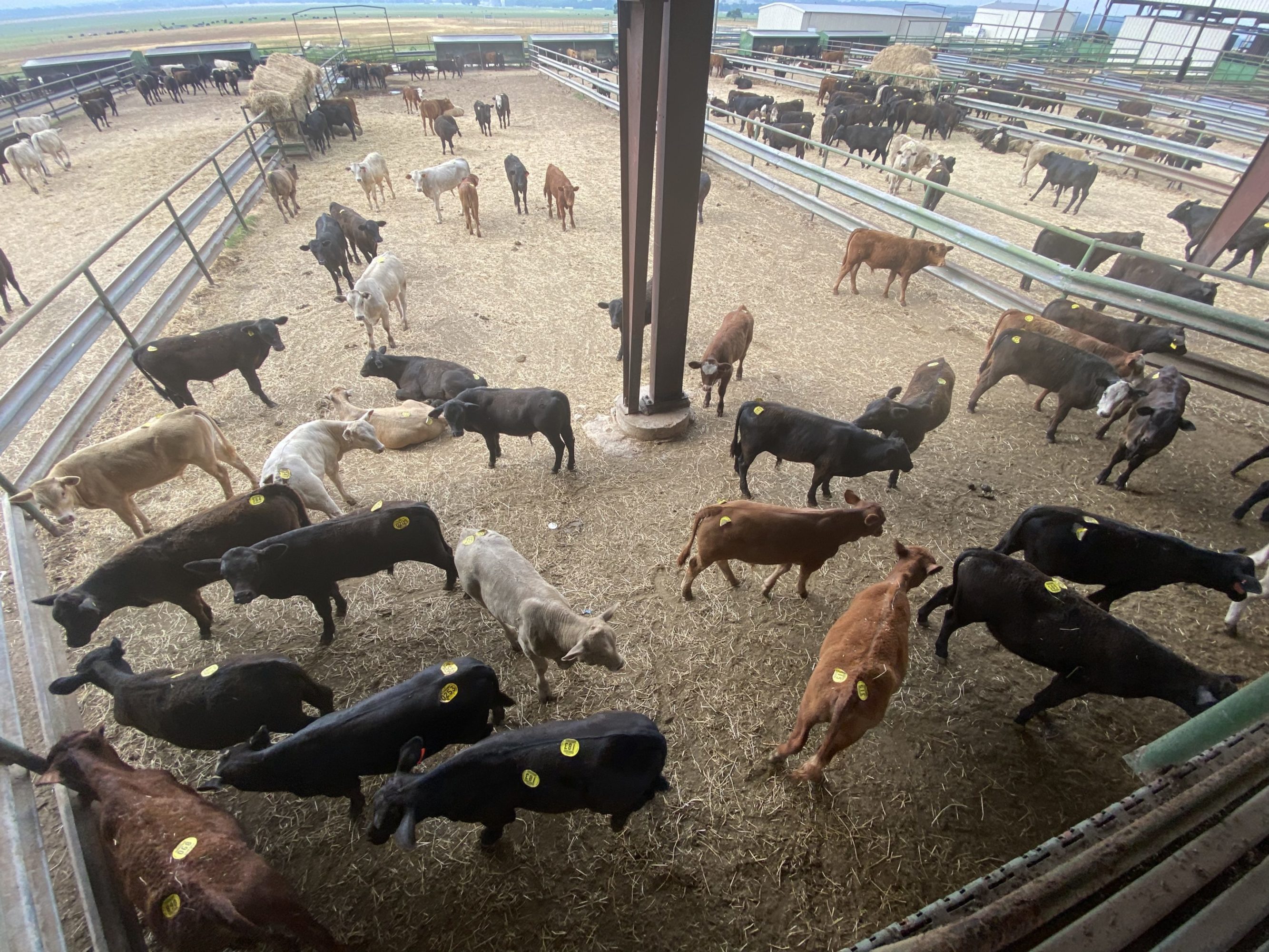 1 load #1 1/2 Steers/Bulls