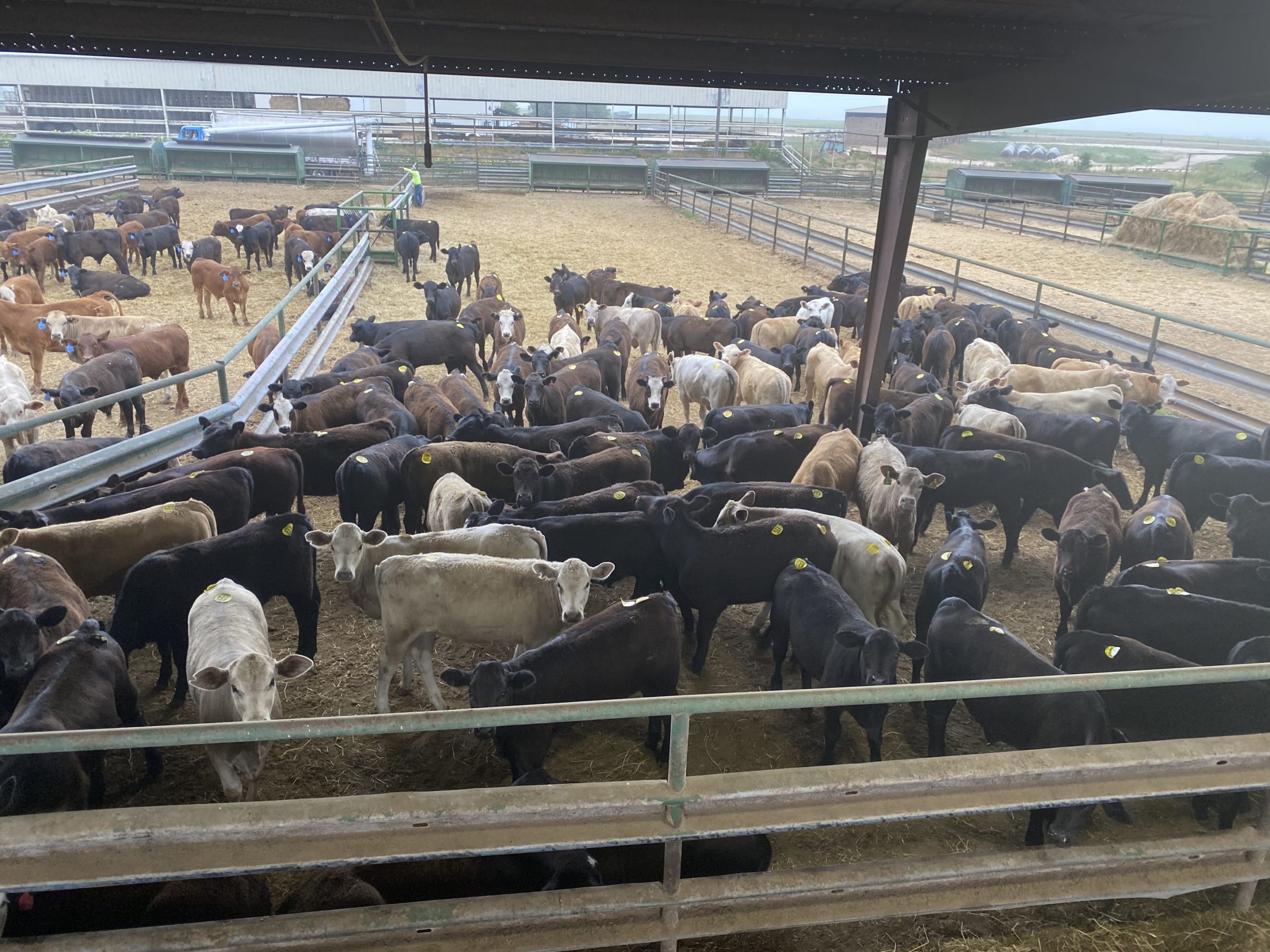 1 load #1 Black/CharX Heifers