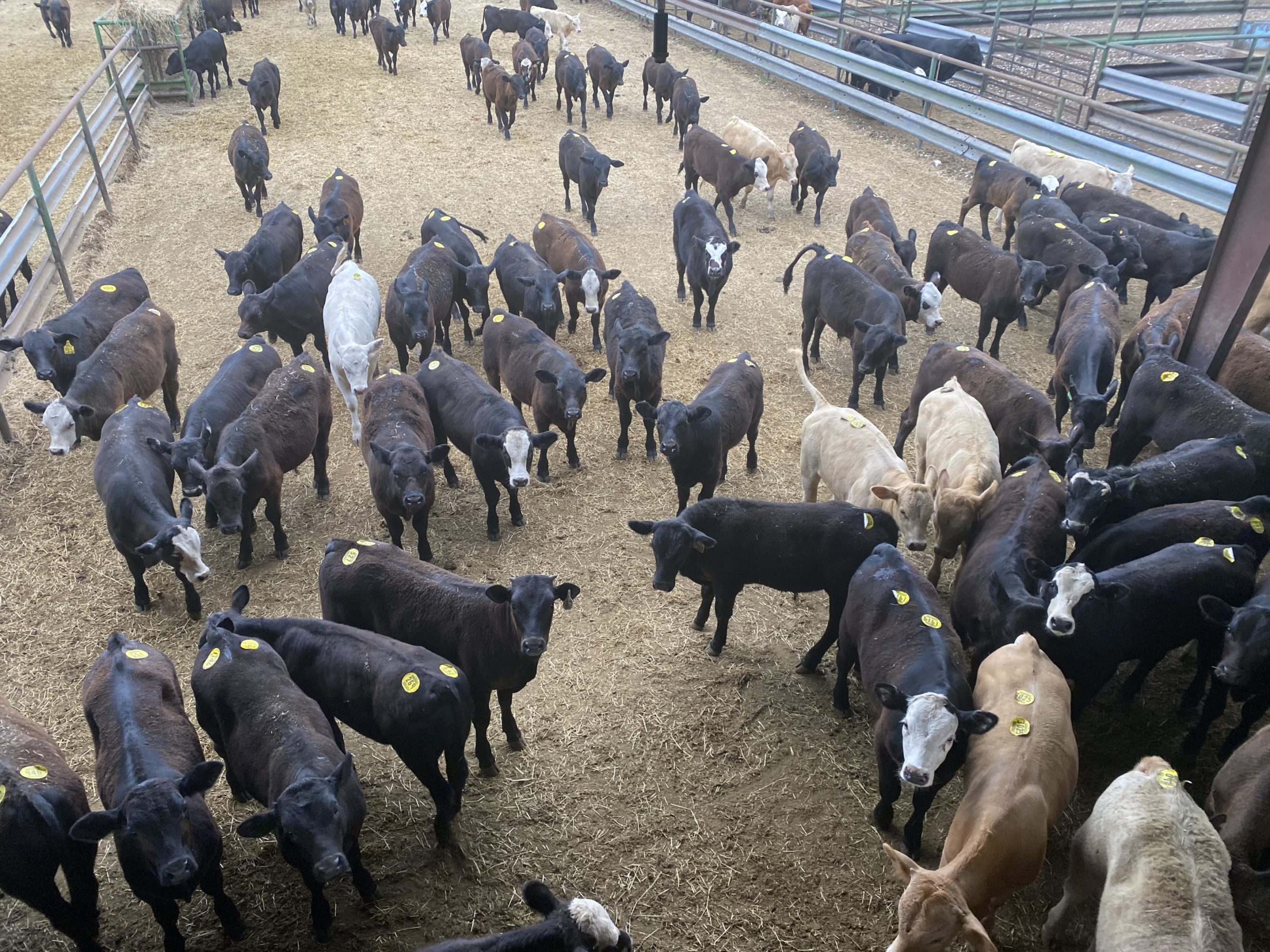 3 loads #1 Steers/Bulls