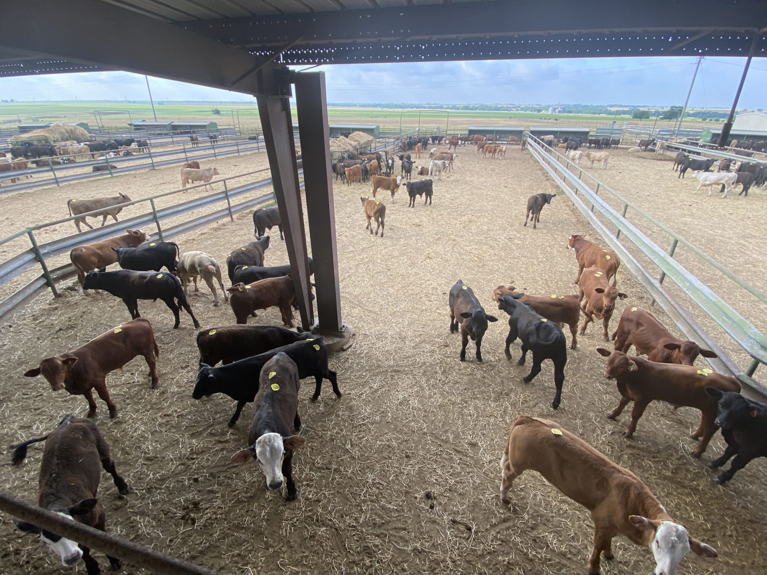 1 load #1 1/2 Steers/Bulls