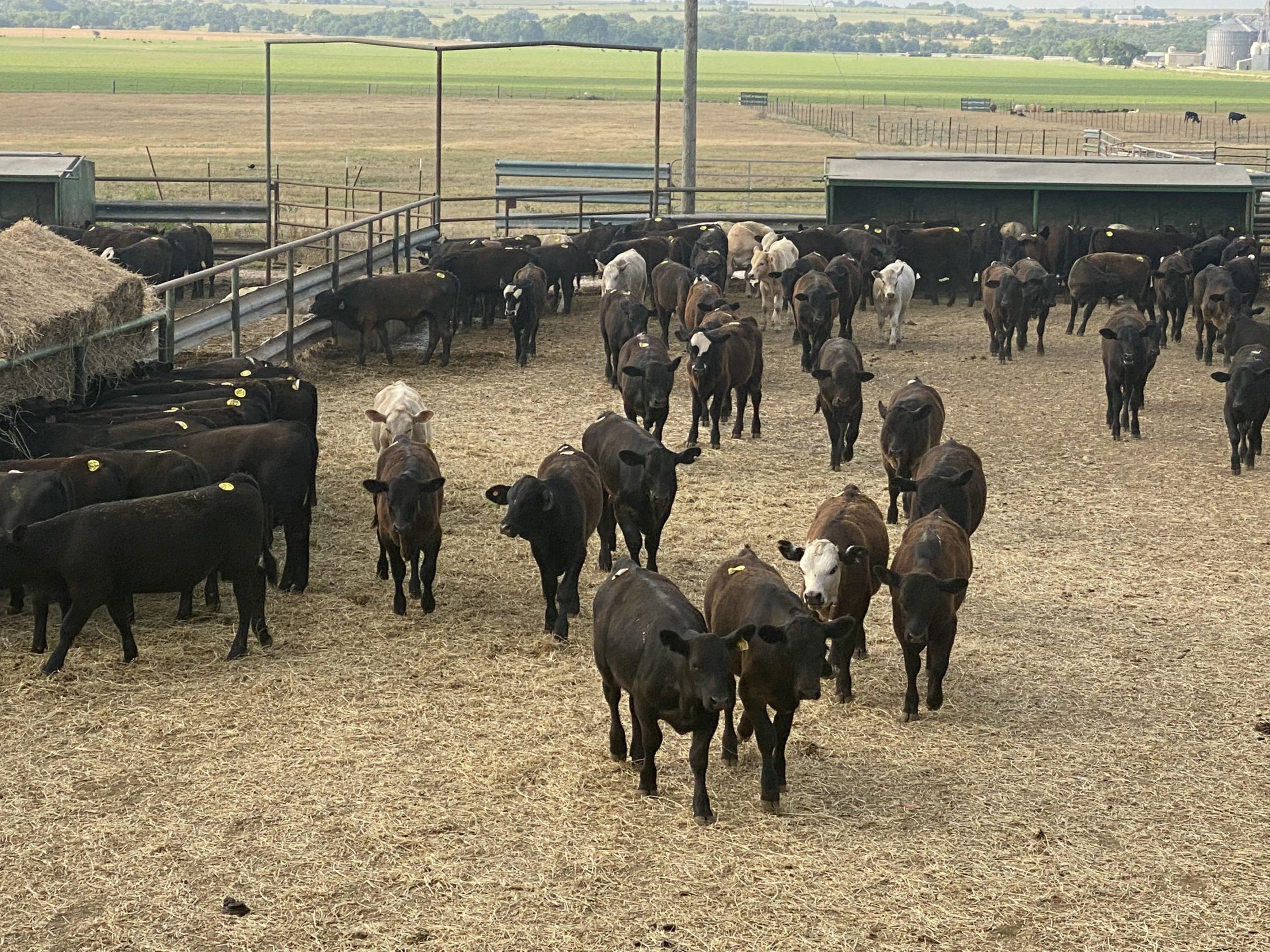 2 loads #1 Steers/Bulls | Capitol Land & Livestock