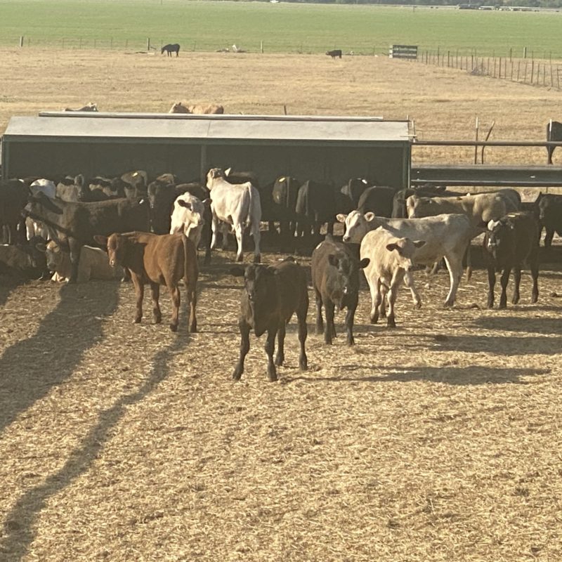 Cattle For Sale In Texas 