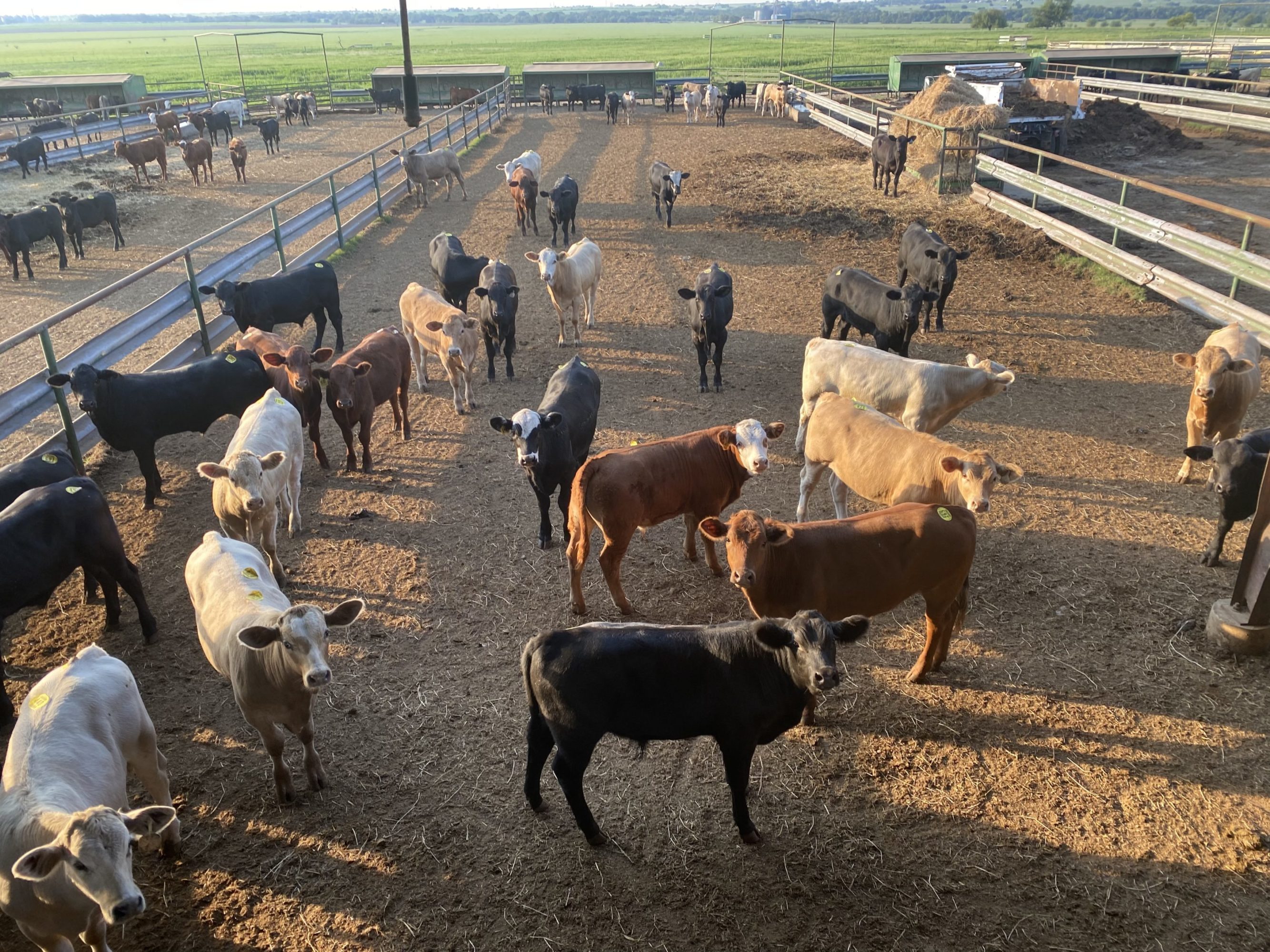 1 load #1 Steers/Bulls