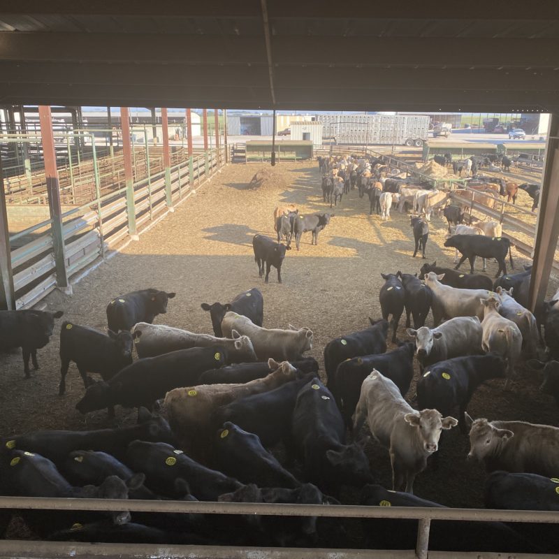 Cattle For Sale in Texas Capitol Land & Livestock